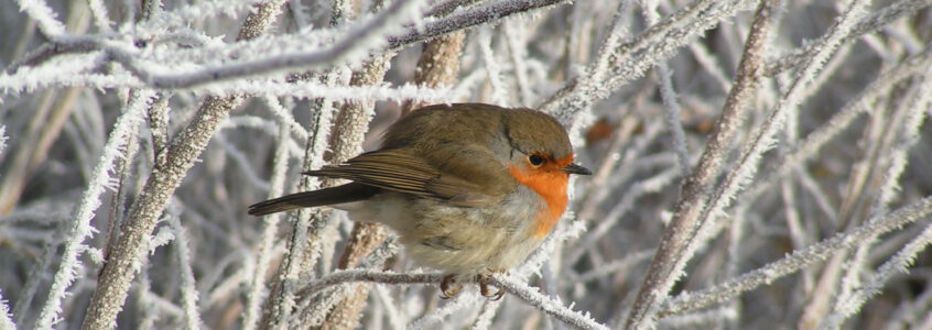 Hoeveel vogels zitten er bij jou in de tuin??