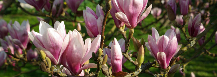 Magnolia staat op springen…