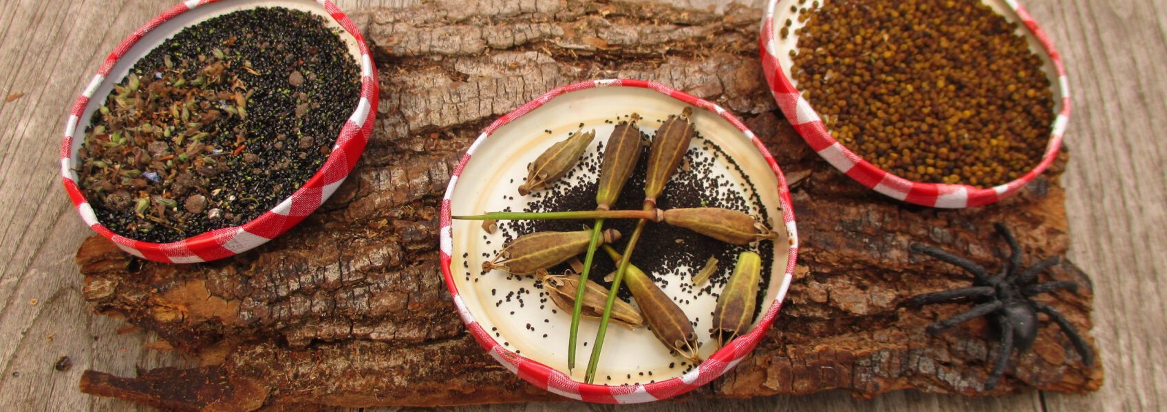 zaad oogsten Tuin inbeeld